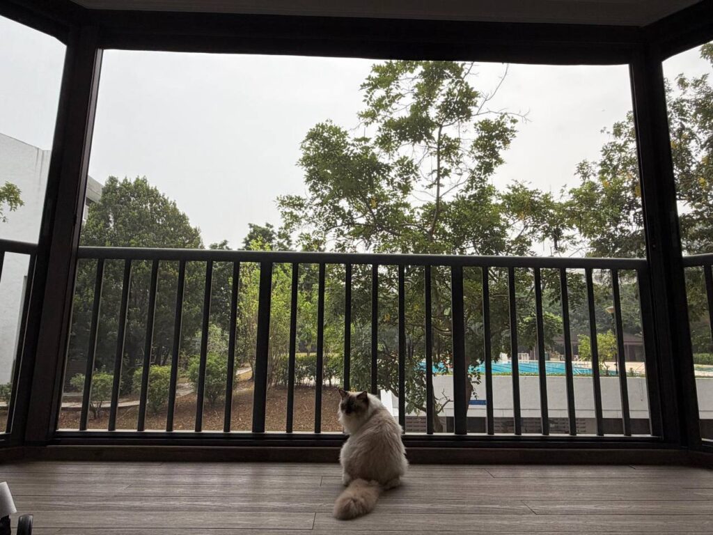 Cat Mesh Singapore: A Guide to Making Your Home Safer for Cats