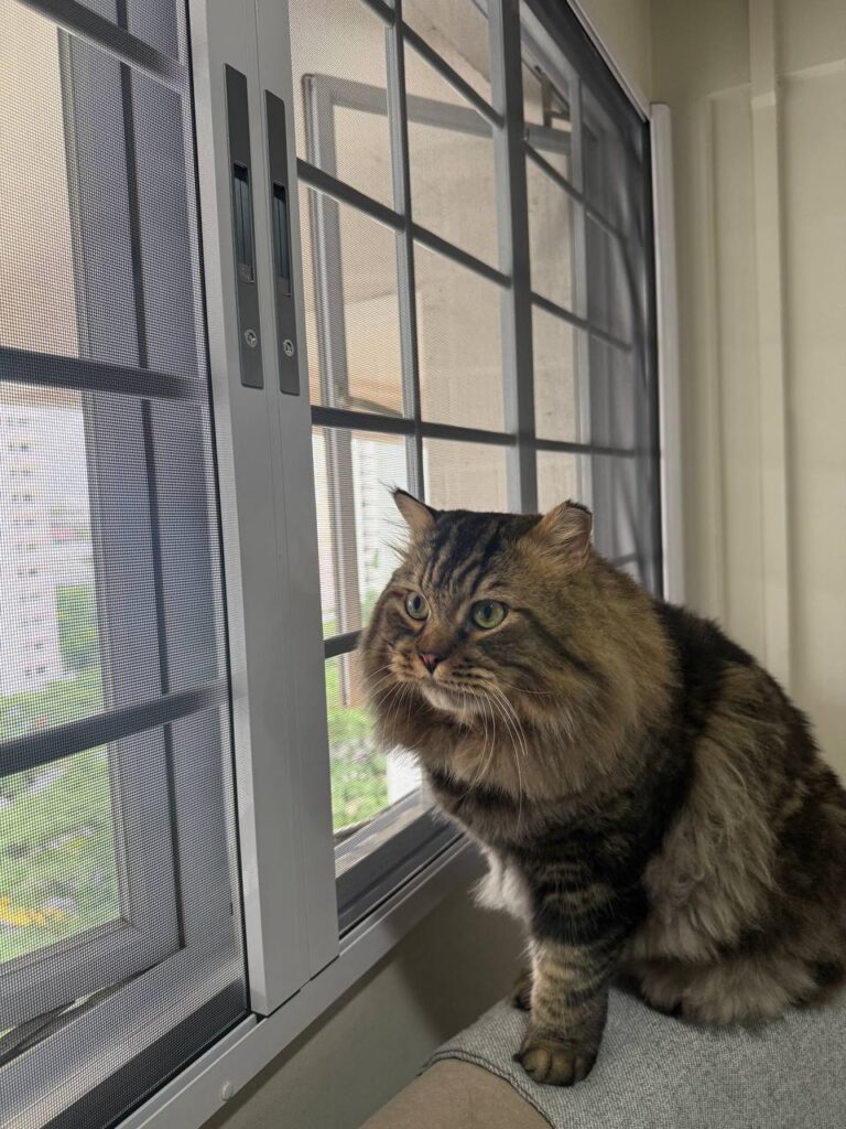 Pet-Friendly Mesh: Keeping Cats Safe at HDB and Condo Windows